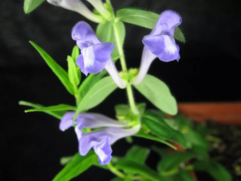 шлемник байкалски (Scutellaria baicalensis) шлемник байкалски (Scutellaria baicalensis)