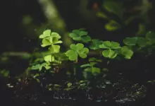 късмет и зодиите