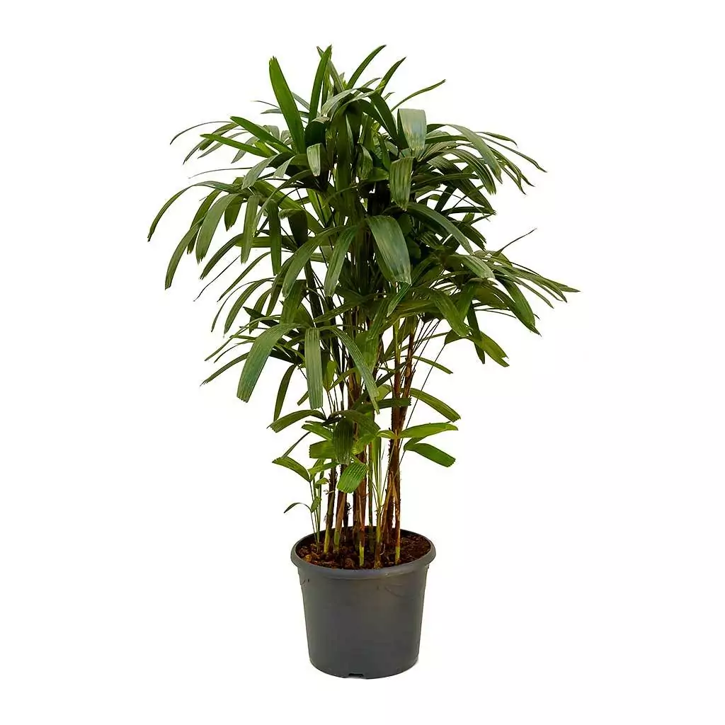 Rhapis Excelsa