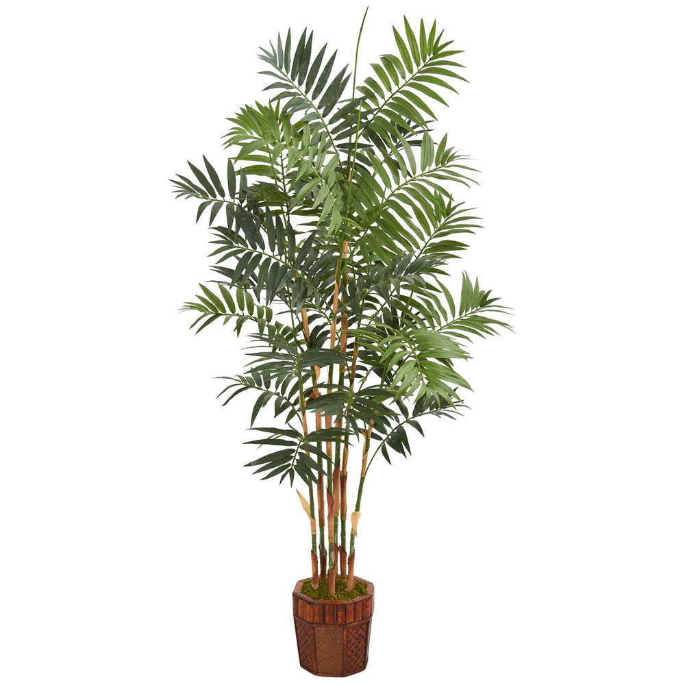 Бамбуковая Пальма