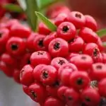 Червените боровинки и ядки за изящна коса и гладка кожа