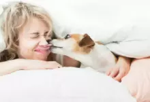 кучето ближе лицето