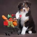 Има ли кучета вегетарианци?