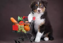 Има ли кучета вегетарианци?