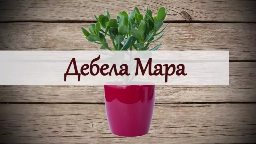 Дебела мара срещу гнойни рани
