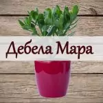 Дебела мара срещу гнойни рани