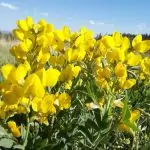 Термопсис помага за отхрачване при възпаление на бронхите