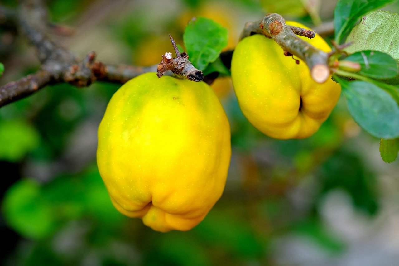 Есенни плодове за здраве и красота - дюля