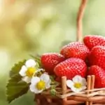 Яжте 800 гр плодове всеки ден