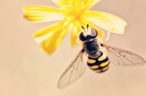 Какво да направите ако ви ужили оса или пчела?