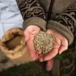 Защо да заменя в ежедневното си меню пшеницата с лимец?