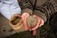 лимец