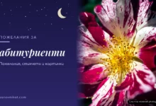 Пожелания за абитуриенти